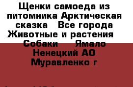 Щенки самоеда из питомника Арктическая сказка - Все города Животные и растения » Собаки   . Ямало-Ненецкий АО,Муравленко г.